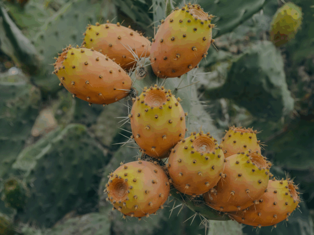 Fichi d'india benefici