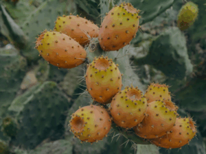 Fichi d'india benefici
